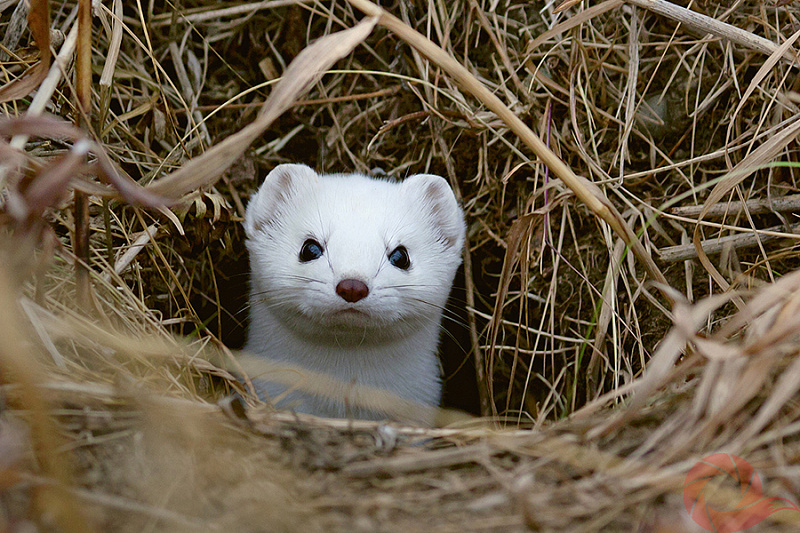Чукотка